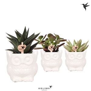 Kolibri Greens Succulenten mix in Owl pot white