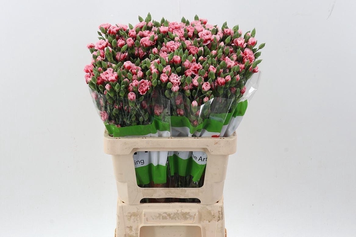 <h4>Dianthus TR 'Scarlette Plus'</h4>