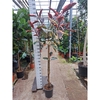 Ficus Elastica Belize vertakte stam 250