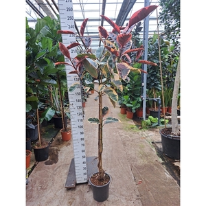 Ficus Elastica Belize vertakte stam 230