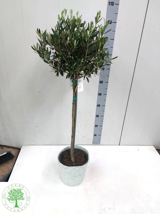 <h4>OLEA EUROPAEA</h4>