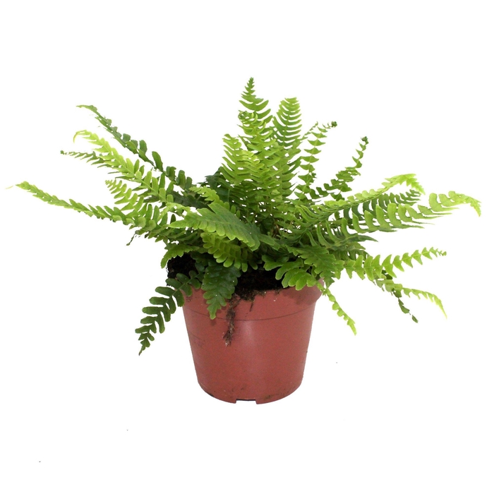 <h4>Blechnum Spicant (Winterhard)</h4>