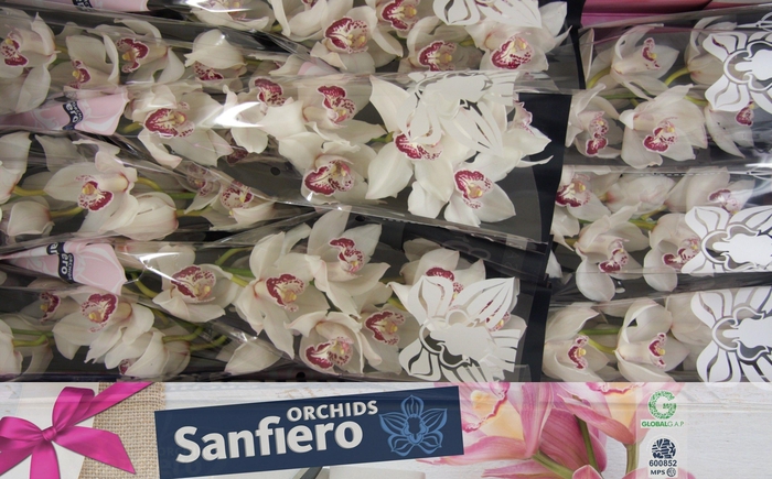 <h4>CYMB T MIDNIGHT SKY</h4>