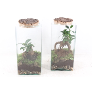 arr3 WR - Terrarium Eris