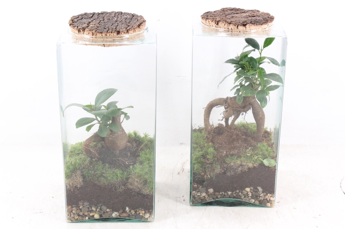 <h4>arr3 WR - Terrarium Eris</h4>