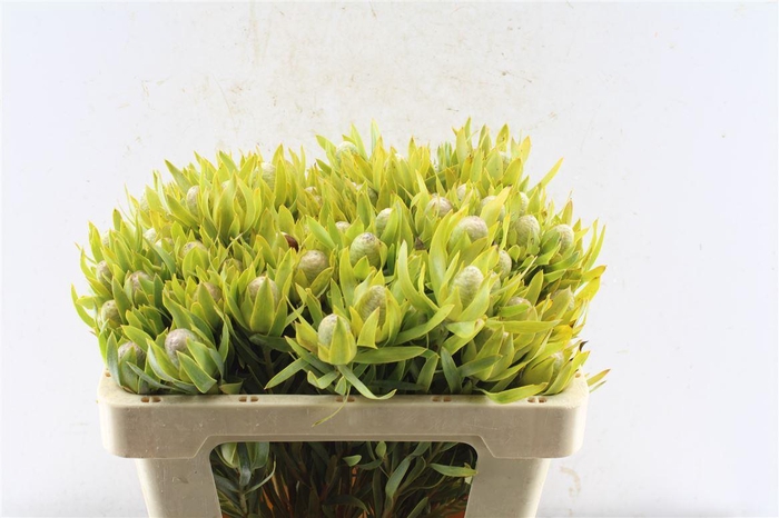 <h4>Leucad Pisa Spray</h4>