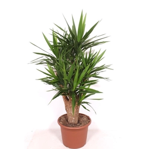 Yucca