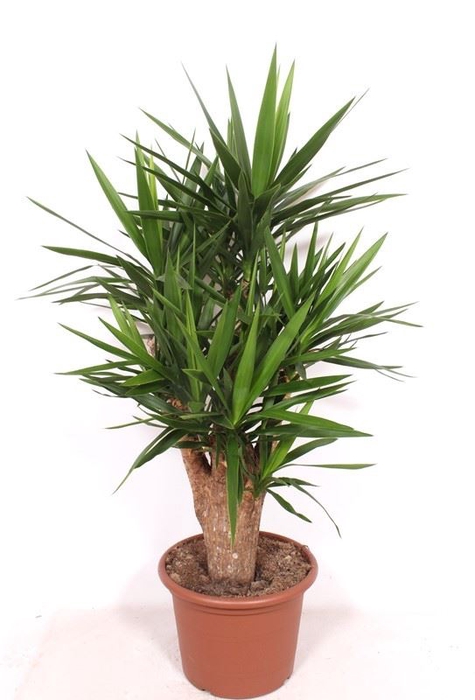 <h4>Yucca</h4>
