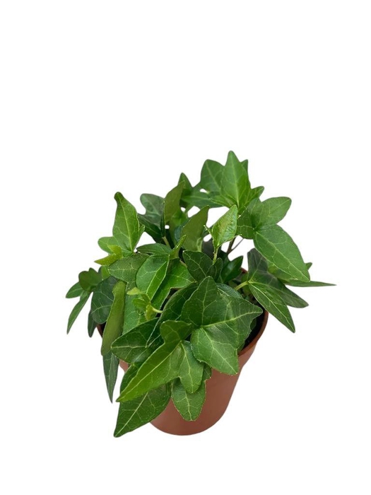 <h4>Hedera helix Shamrock</h4>