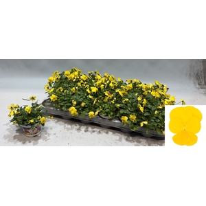 VIO CO SOR XP YELLOW