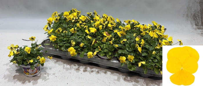 <h4>VIO CO SOR XP YELLOW</h4>