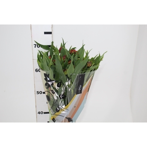 ALSTROEMERIA CHEERIO 070 CM
