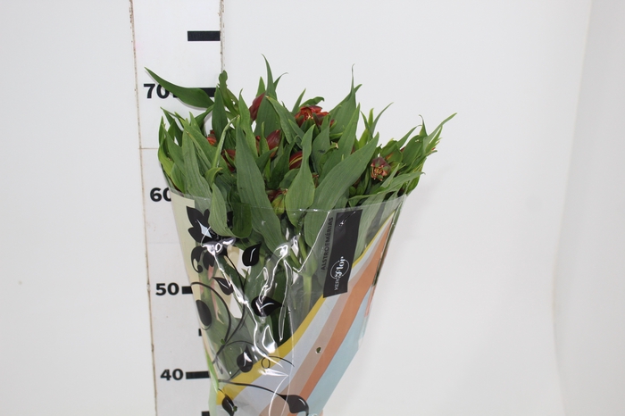 <h4>ALSTROEMERIA CHEERIO 070 CM</h4>
