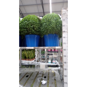 Buxus semp.   ...