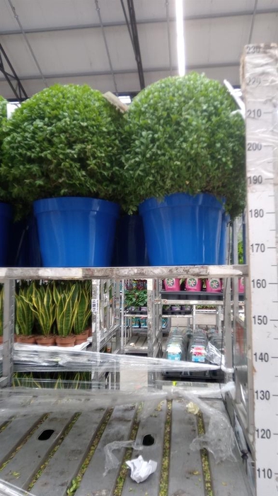 <h4>Buxus semp.   ...</h4>