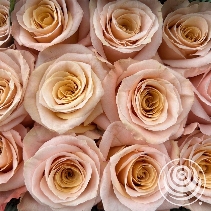 <h4>R Eq Shimmer</h4>