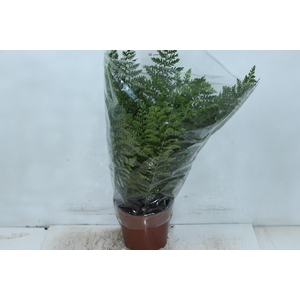 ASPLENIUM PARVATI P17