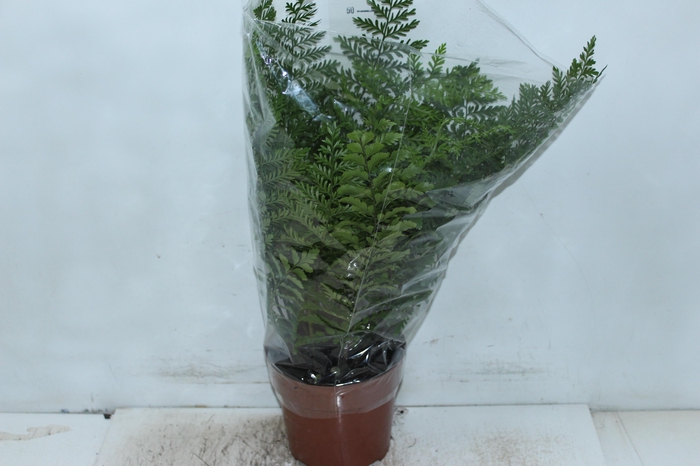 <h4>ASPLENIUM PARVATI P17</h4>