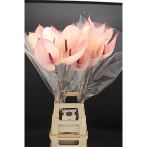 Anthurium Facetto