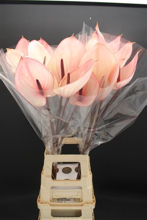 <h4>Anthurium Facetto</h4>