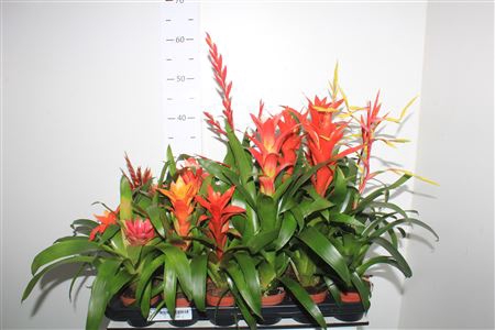 <h4>Bromelia Gem 14 Srt</h4>