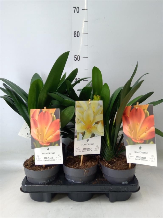 <h4>Clivia   ...mix</h4>
