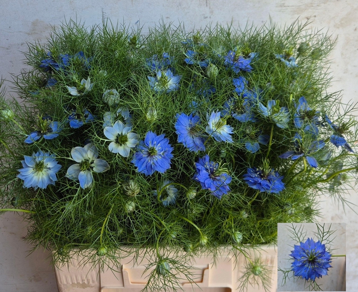 <h4>NIGE D DEEP SEA BLUE</h4>
