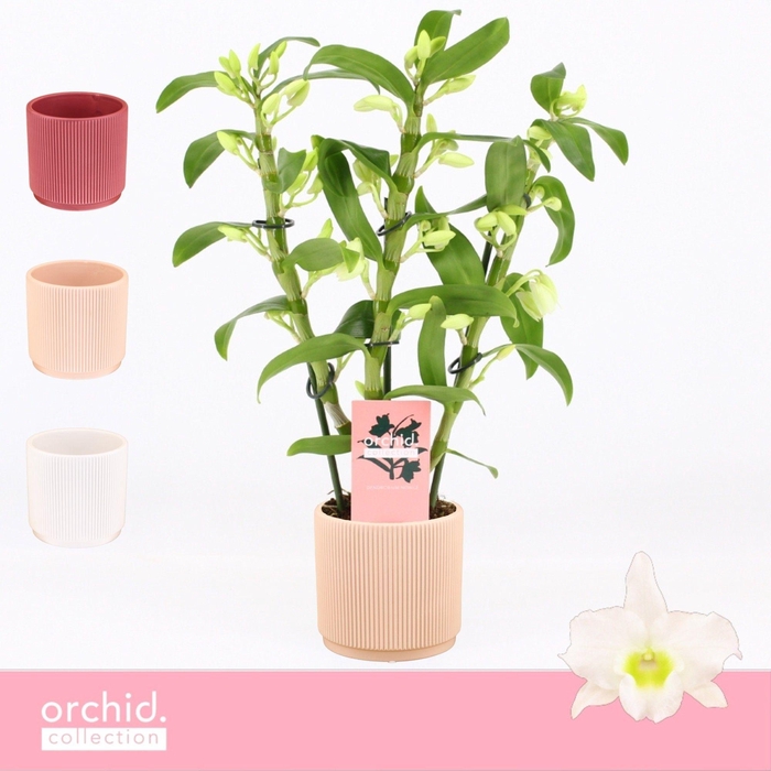 <h4>Dendrobium Nobilé, Apollon 3-spike Compact in Horizon Ribble 'Orchid Collection'</h4>