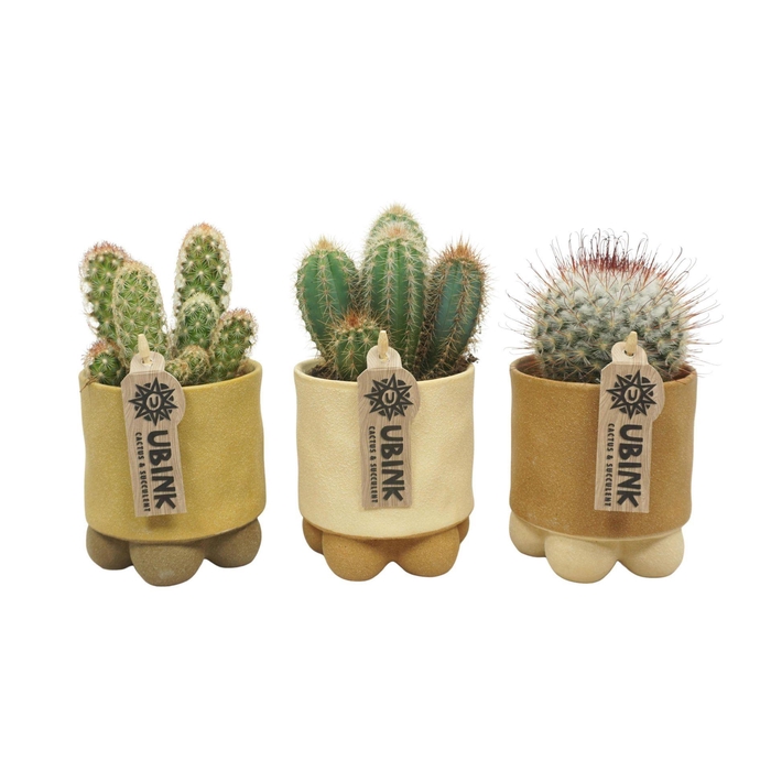 <h4>Cactus gemengd</h4>