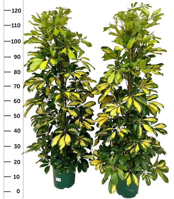 <h4>SCHEF AR DALTON</h4>