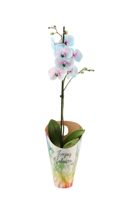 <h4>Enjoy Potcover Phal I Am Bubblegum 1T9+ (24 uur levertijd)</h4>