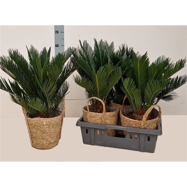 <h4>Cycas revoluta</h4>