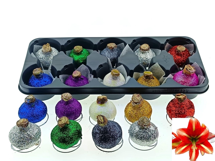 <h4>BLOEMBOL HIPPEASTRUM</h4>