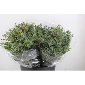 Euca Parvifolia Short 150gr P Bunch