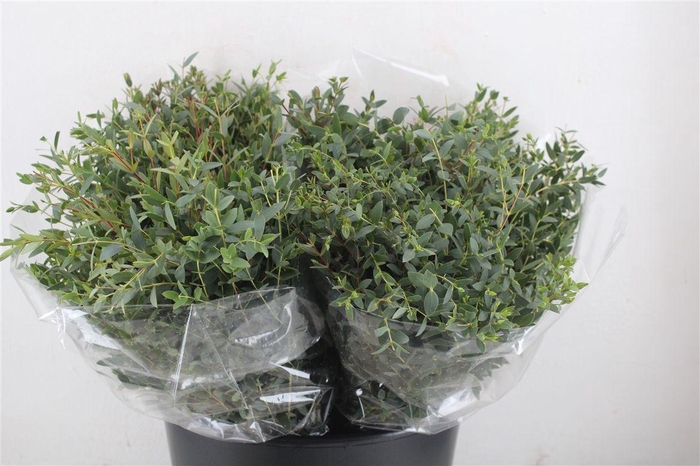 <h4>Euca Parvifolia Short 150gr P Bunch</h4>