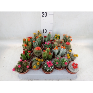 Cactus   ...decorated