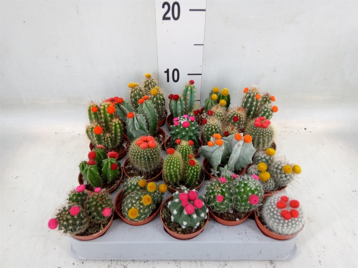 <h4>Cactus   ...decorated</h4>