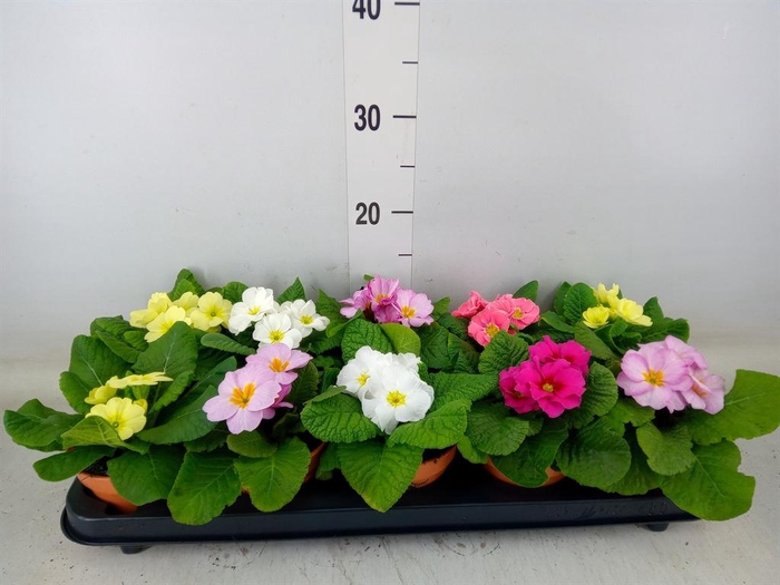 <h4>Primula ac.   ...</h4>