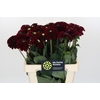 Dahlia Black Fox