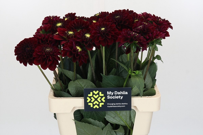 <h4>Dahlia Black Fox</h4>