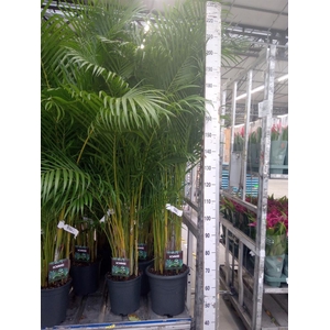 Dypsis lutescens   ...Chrysalidoca