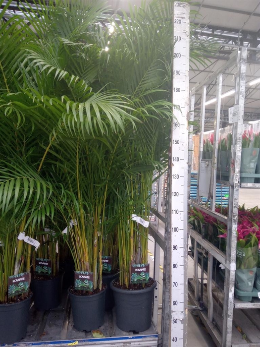 <h4>Dypsis lutescens   ...Chrysalidoca</h4>