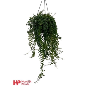 Aeschynanthus Japhrolepis hangpot Beperkt leverbaar