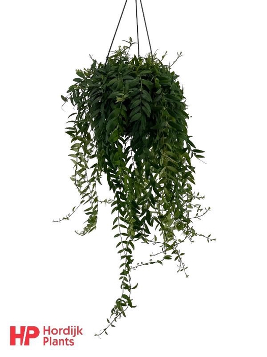 <h4>Aeschynanthus Japhrolepis hangpot Beperkt leverbaar</h4>
