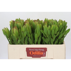 LEUCAD SAF GOLDSTRIK