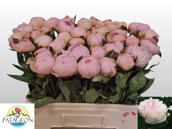 <h4>PAEO L FLOR NICHOLLS</h4>