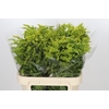 Solidago Golden Glory