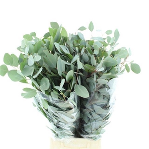 EUCA POPULUS LONG 300GR