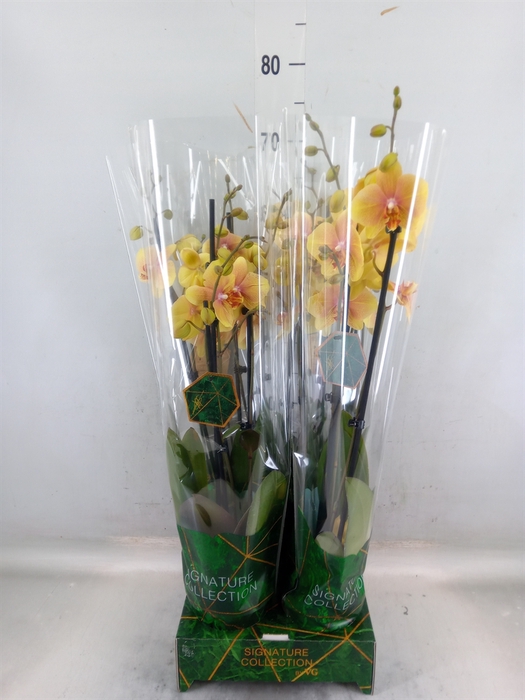 <h4>Phalaenopsis   ...</h4>