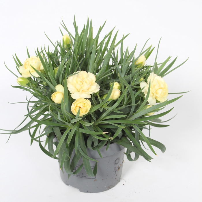 <h4>Dianthus Bling bling p10,5</h4>